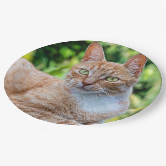 Zoet klein kat papieren bordje (Gekanteld)