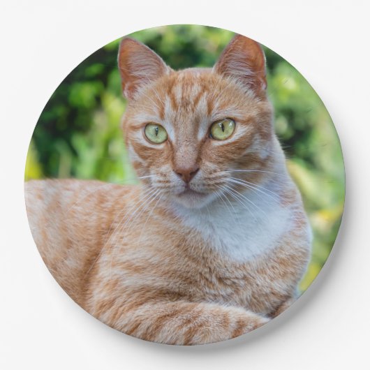 Zoet klein kat papieren bordje (Voorkant)