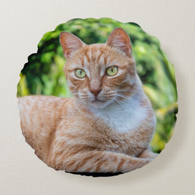 Zoet klein kat rond kussen (Voorkant)
