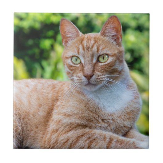 Zoet klein kat tegeltje (Voorkant)