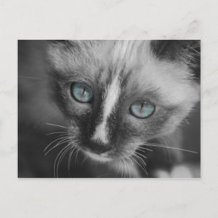 Zoet White Kitten met blauwe ogen Briefkaart