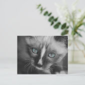 Zoet White Kitten met blauwe ogen Briefkaart (Staand voorkant)