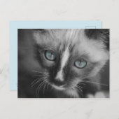 Zoet White Kitten met blauwe ogen Briefkaart (Voorkant / Achterkant)