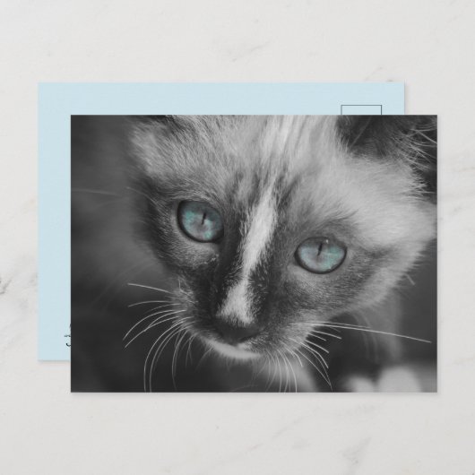 Zoet White Kitten met blauwe ogen Briefkaart (Voorkant / Achterkant)