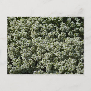 Zoete Alyssum Bloemen Witte Bloesem Briefkaart