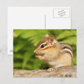 zoete baby-chipmunk met snack briefkaart (Voorkant / Achterkant)