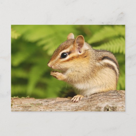 zoete baby-chipmunk met snack briefkaart (Voorkant)