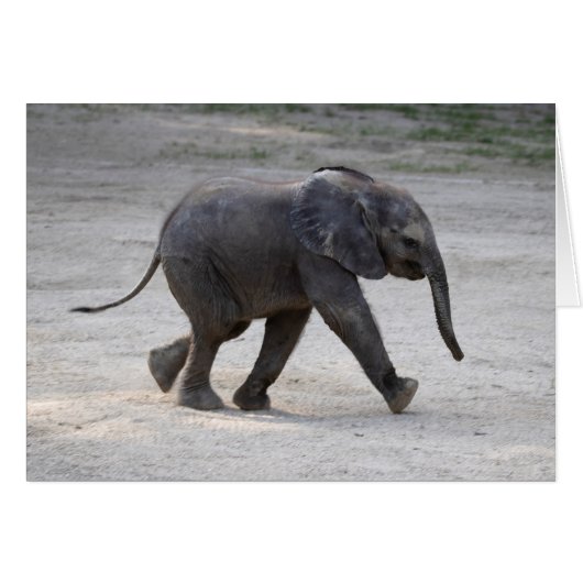 Zoete Baby Olifant Kibali (Voorkant Horizontaal)