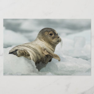 Zoete Baby Zeehond Briefpapier
