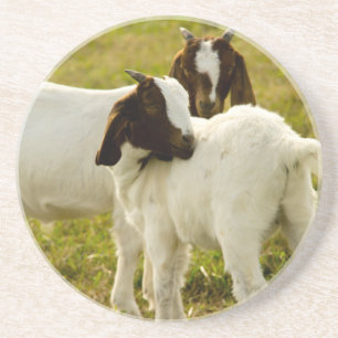 Zoete babygeiten in de weide – Mooie boerderijdier Zandsteen Onderzetter