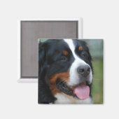 Zoete Berner Magneet (Voorkant / Achterkant)