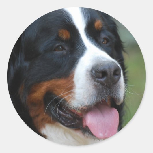 Zoete Berner Sticker (Voorkant)