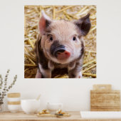 zoete biggetje poster (Keuken)