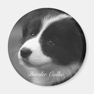 Zoete Border Collie pup Magneet