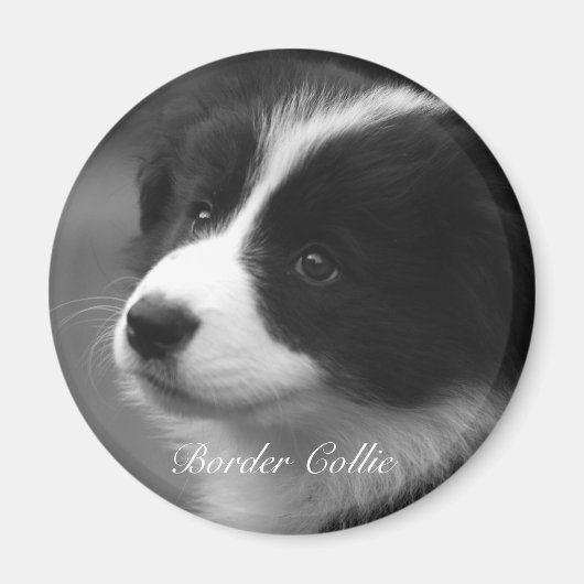Zoete Border Collie pup Magneet (Voorkant)