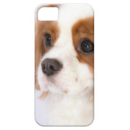 Zoete Cavalier King Charles Spaniel iphone 5g Hoes