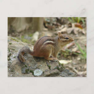 Zoete Chipmunk Warmwaterbronnen National Park Gesc Briefkaart