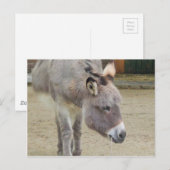 Zoete Donkey, Animal Grey, Horse Family Briefkaart (Voorkant / Achterkant)