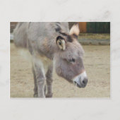 Zoete Donkey, Animal Grey, Horse Family Briefkaart (Voorkant)