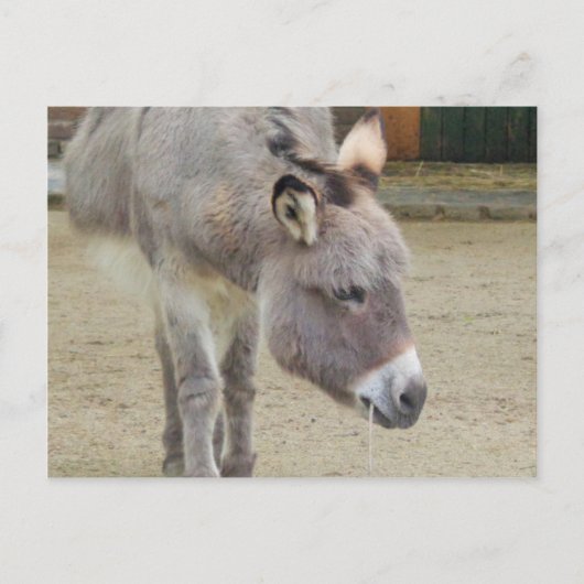 Zoete Donkey, Animal Grey, Horse Family Briefkaart (Voorkant)