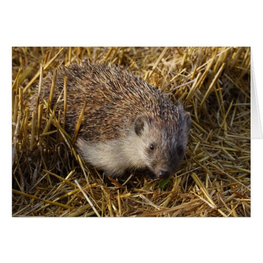 Zoete egel in een dingetje (Voorkant Horizontaal)