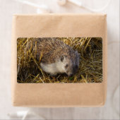 Zoete egel in een dingetje etiket (Insitu)