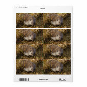 Zoete egel in een dingetje etiket (Full Sheet)