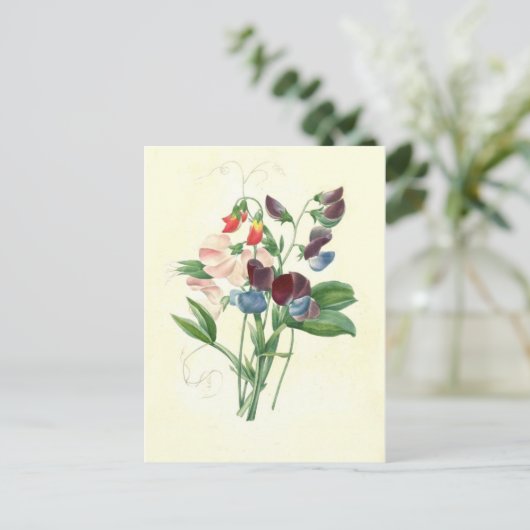 Zoete erwten door Pierre-Joseph Redouté Briefkaart (Staand voorkant)
