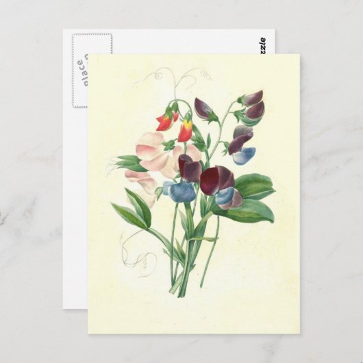 Zoete erwten door Pierre-Joseph Redouté Briefkaart (Voorkant / Achterkant)