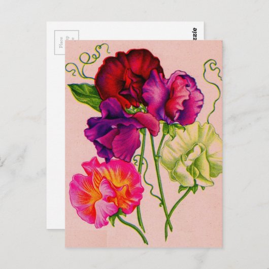 zoete erwten in paars en roze briefkaart (Voorkant / Achterkant)