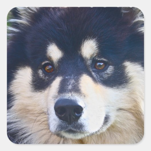 Zoete Finse Lapphund Stickers (Voorkant)