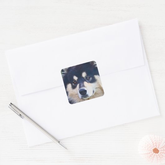 Zoete Finse Lapphund Stickers (Envelop)