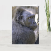 Zoete Gorilla Kaart (Voorkant)