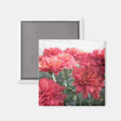 Zoete heldere chrysanten magneet (Voorkant / Achterkant)