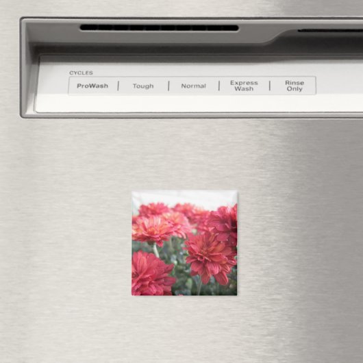 Zoete heldere chrysanten magneet (Insitu (Vaatwasser))