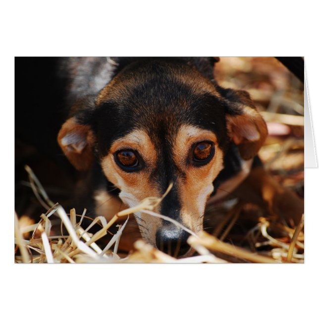 Zoete hond leggend in hooi (Voorkant Horizontaal)