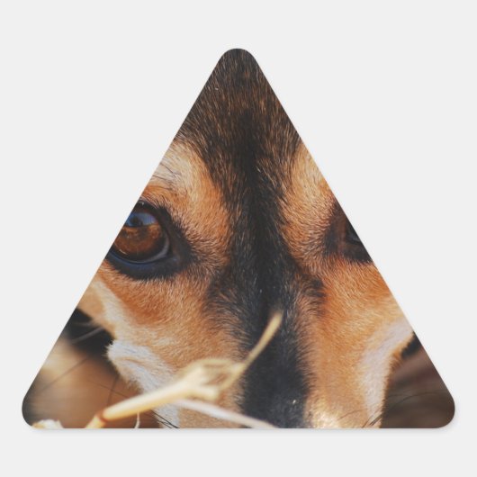 Zoete hond leggend in hooi sticker (Voorkant)