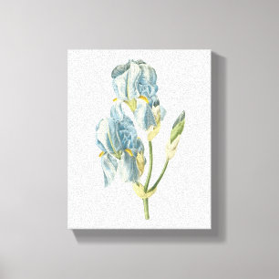zoete iris (Iris pallida) van Redouté Canvas Afdruk