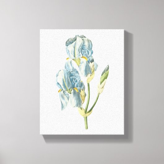 zoete iris (Iris pallida) van Redouté Canvas Afdruk (Voorkant)