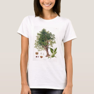 Zoete kastanje, gegraveerd door A. Haase (kleurenl T-shirt
