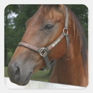 Zoete kastanjepaarden vierkante sticker