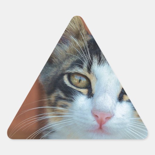 Zoete kat met betoverende ogen sticker (Voorkant)