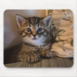 Zoete katje muismat