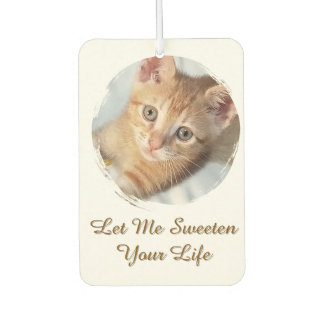 Zoete kattenfoto, tekst, vervangbaar, luchtverfrisser