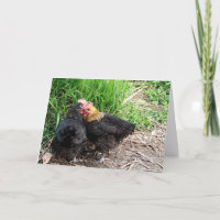 Zoete Knuffelkippen Fotografie Aangepast