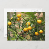 Zoete Kumquats Briefkaart (Voorkant / Achterkant)