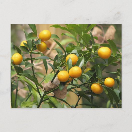 Zoete Kumquats Briefkaart (Voorkant)