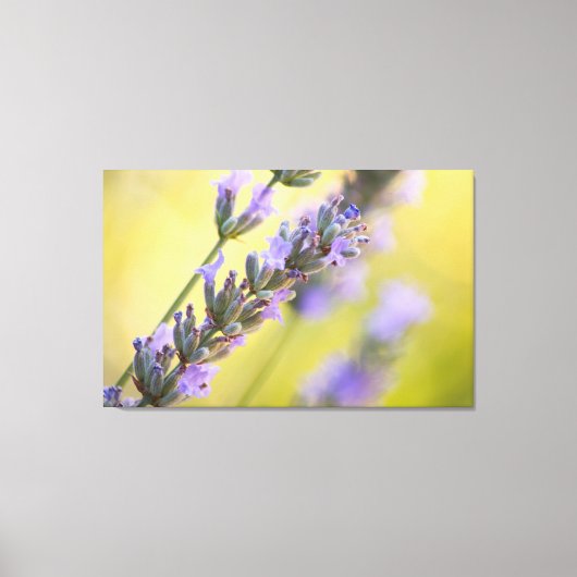 Zoete lavendel canvas afdruk (Voorkant)