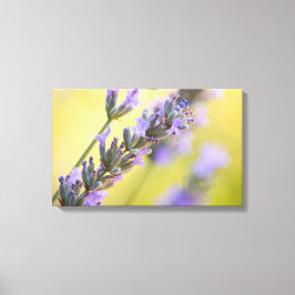 Zoete lavendel canvas afdruk