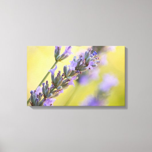 Zoete lavendel canvas afdruk (Voorkant)
